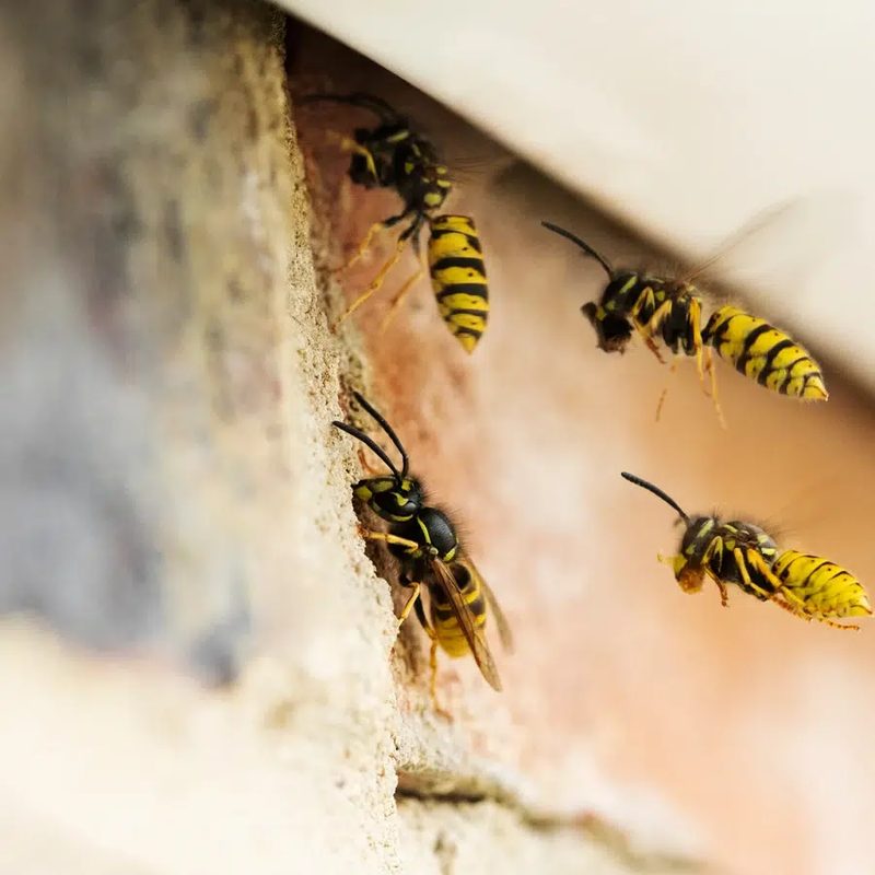 Guêpes autour d'un nid installé sous un toit