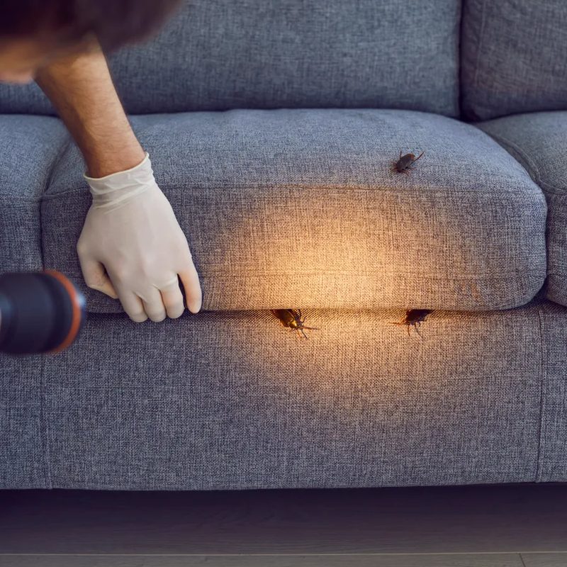 Inspection minutieuse des coutures d'un canapé à la recherche de punaises de lit