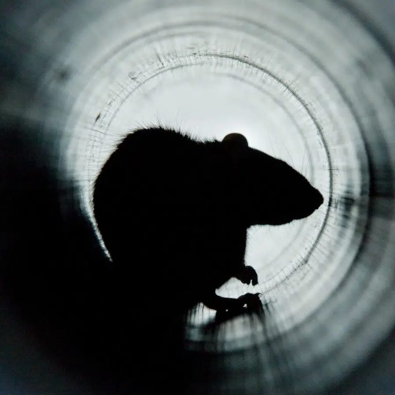 Silhouette d'un rat dans une canalisation