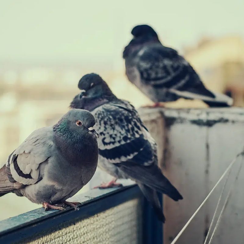 Dispositifs d'éloignement des pigeons Pigeons posés sur un rebord de bâtiment ancien