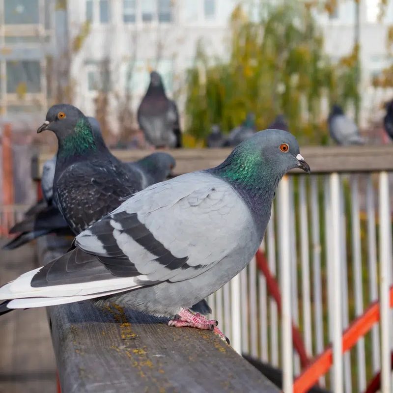 Dépigeonnage des balcons et toitures Pigeons installés sur la rambarde d'un balcon