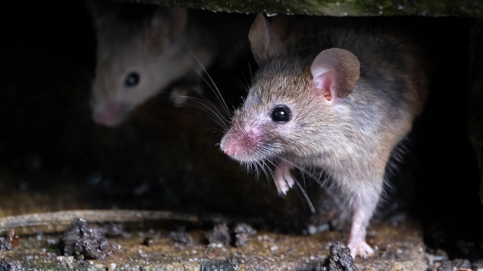 Rats et souris : diagnostic et dératisation Souris sortant d'une cachette dans un mur d'habitation