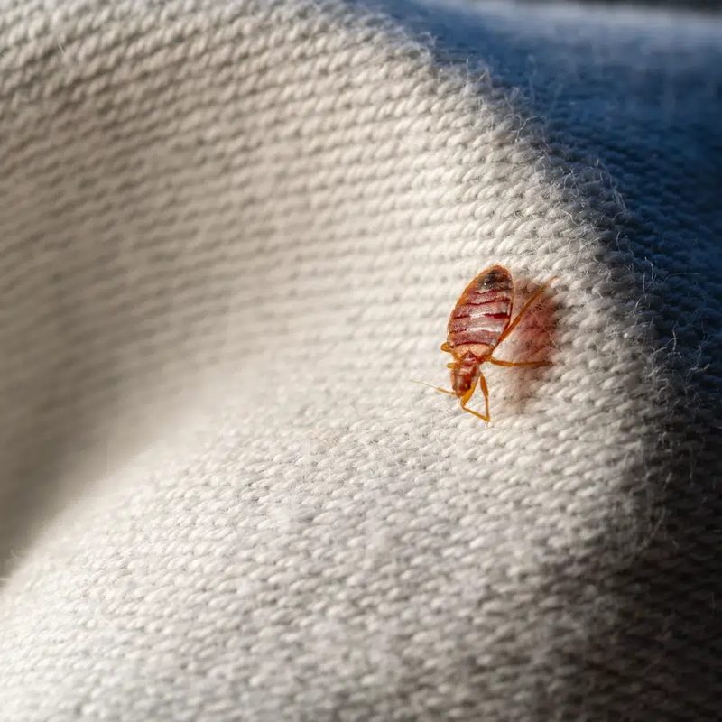 Punaise de lit sur un tissu de literie