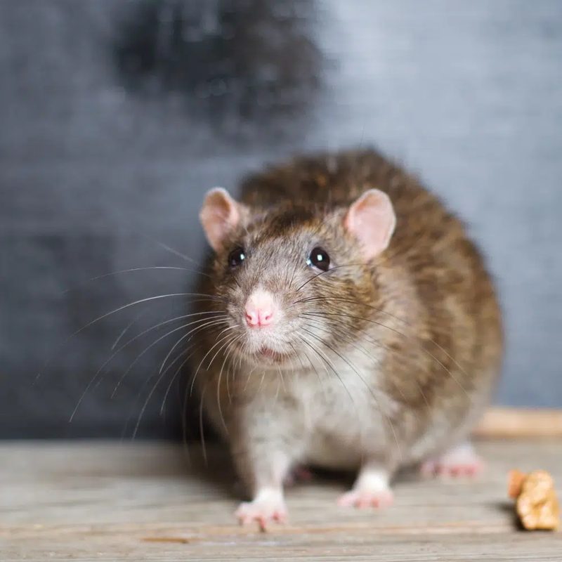 Rat brun dans une habitation avant dératisation
